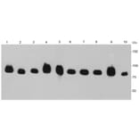 Anti-HSP90B Antibody from Bioworld Technology (MB9019) - Antibodies.com