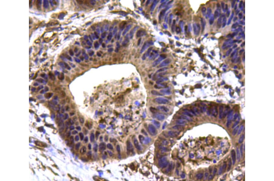 Anti-HSP90B Antibody from Bioworld Technology (MB9019) - Antibodies.com