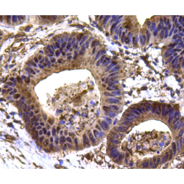 Anti-HSP90B Antibody from Bioworld Technology (MB9019) - Antibodies.com