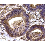 Anti-HSP90B Antibody from Bioworld Technology (MB9019) - Antibodies.com