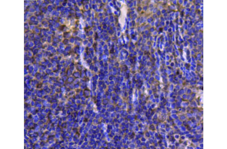Anti-HSP90B Antibody from Bioworld Technology (MB9019) - Antibodies.com