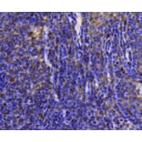 Anti-HSP90B Antibody from Bioworld Technology (MB9019) - Antibodies.com