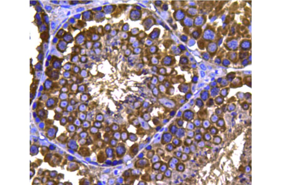 Anti-HSP90B Antibody from Bioworld Technology (MB9019) - Antibodies.com