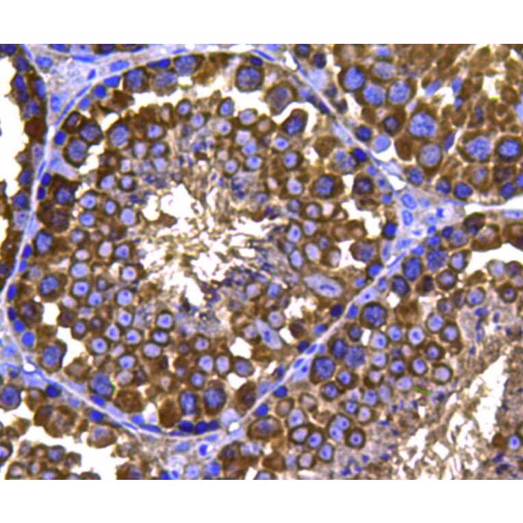 Anti-HSP90B Antibody from Bioworld Technology (MB9019) - Antibodies.com