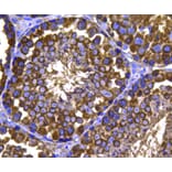 Anti-HSP90B Antibody from Bioworld Technology (MB9019) - Antibodies.com