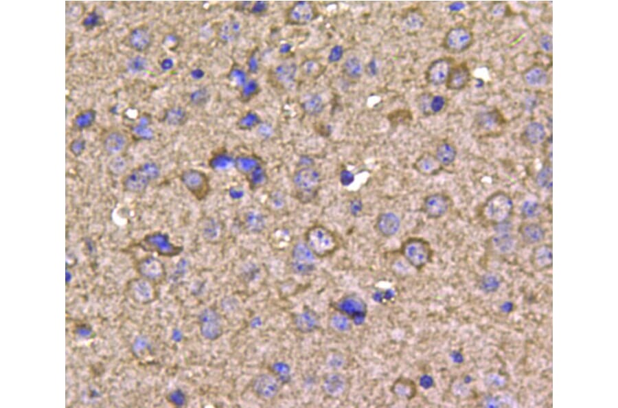 Anti-HSP90B Antibody from Bioworld Technology (MB9019) - Antibodies.com