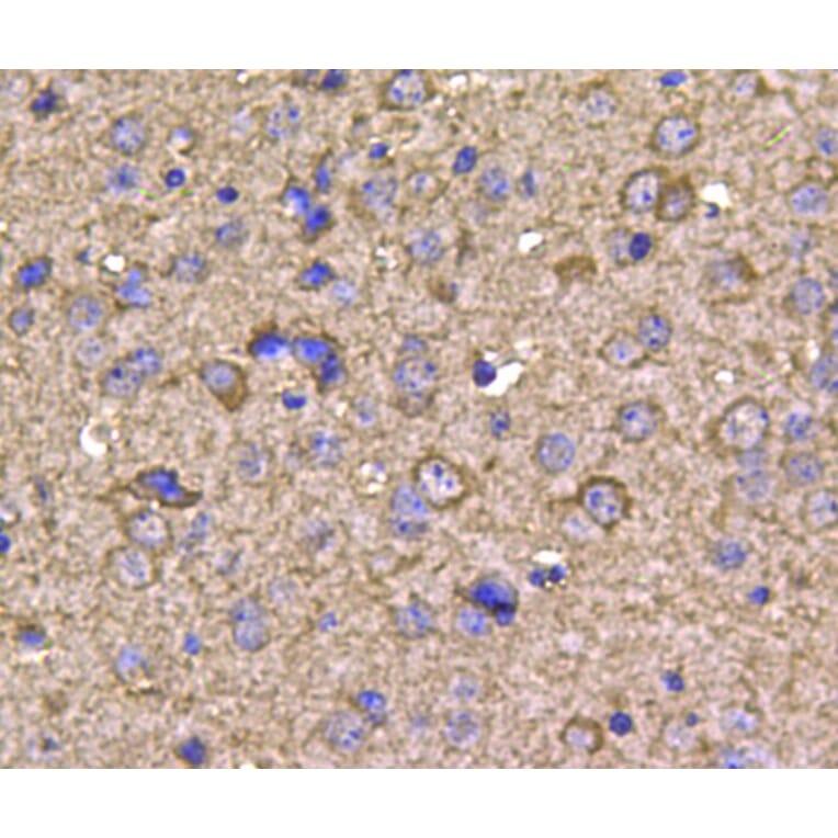 Anti-HSP90B Antibody from Bioworld Technology (MB9019) - Antibodies.com