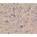 Anti-HSP90B Antibody from Bioworld Technology (MB9019) - Antibodies.com