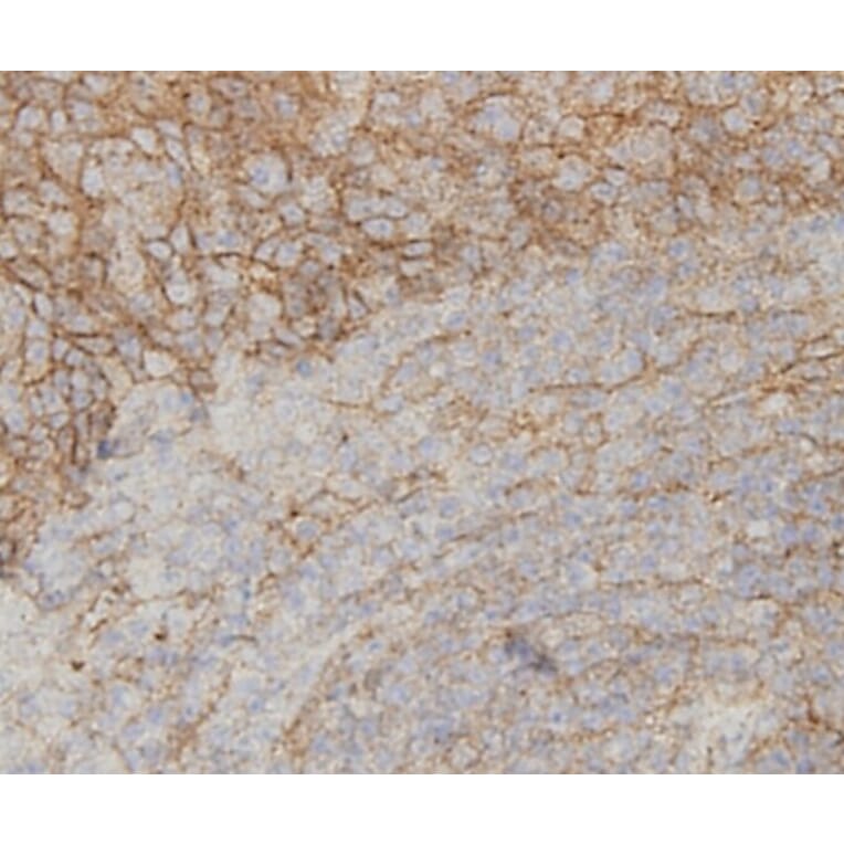 Anti-IL-6 Antibody from Bioworld Technology (MB9020) - Antibodies.com