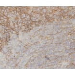 Anti-IL-6 Antibody from Bioworld Technology (MB9020) - Antibodies.com