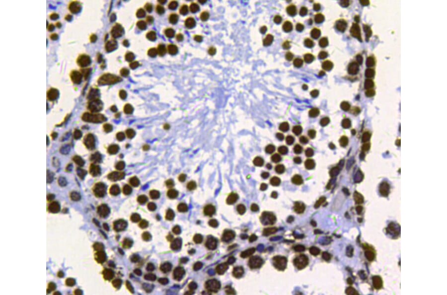 Anti-Histone H3 Antibody from Bioworld Technology (MB9021) - Antibodies.com