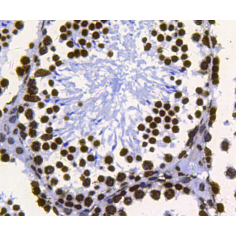 Anti-Histone H3 Antibody from Bioworld Technology (MB9021) - Antibodies.com