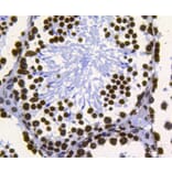 Anti-Histone H3 Antibody from Bioworld Technology (MB9021) - Antibodies.com