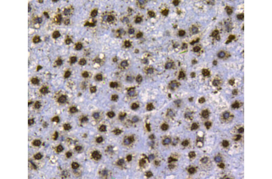 Anti-Histone H3 Antibody from Bioworld Technology (MB9021) - Antibodies.com