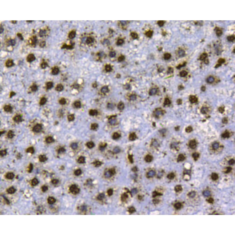 Anti-Histone H3 Antibody from Bioworld Technology (MB9021) - Antibodies.com