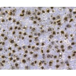 Anti-Histone H3 Antibody from Bioworld Technology (MB9021) - Antibodies.com