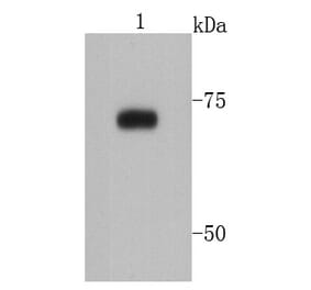 Anti-PRMT5 Antibody from Bioworld Technology (MB9022) - Antibodies.com