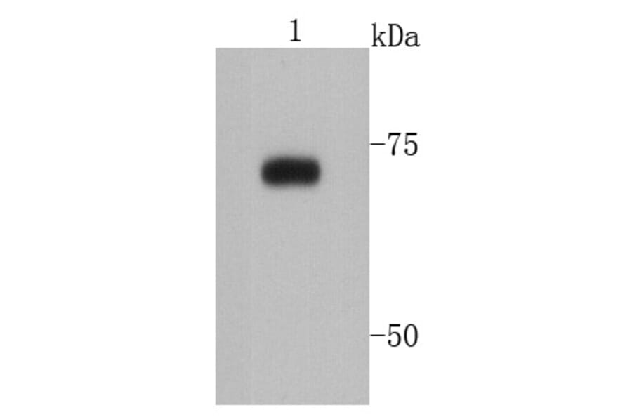 Anti-PRMT5 Antibody from Bioworld Technology (MB9022) - Antibodies.com