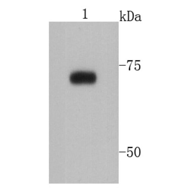 Anti-PRMT5 Antibody from Bioworld Technology (MB9022) - Antibodies.com