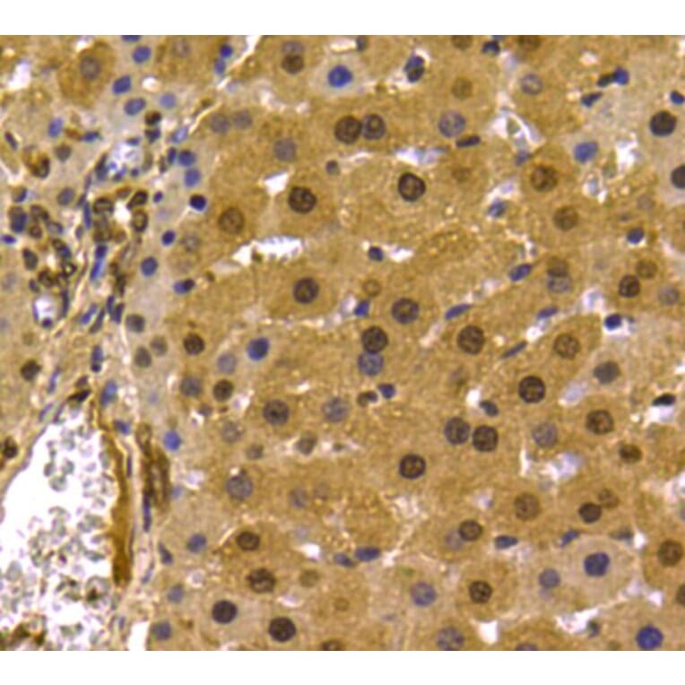 Anti-PRMT5 Antibody from Bioworld Technology (MB9022) - Antibodies.com