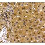 Anti-PRMT5 Antibody from Bioworld Technology (MB9022) - Antibodies.com