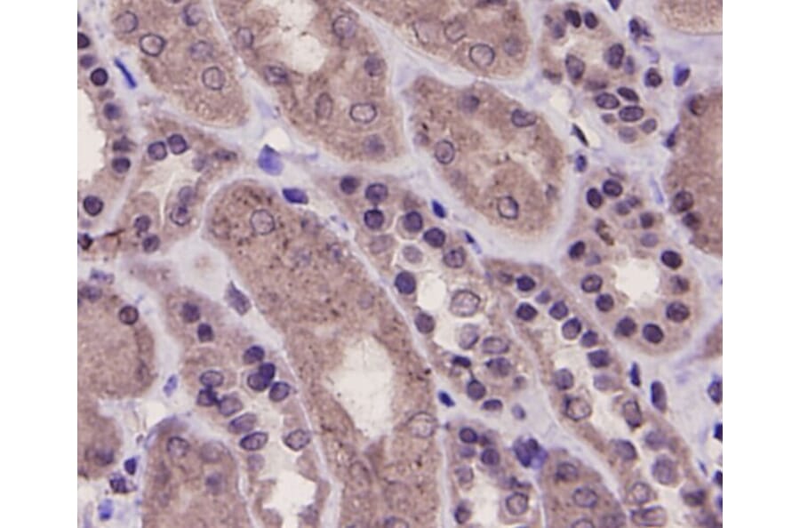 Anti-PRMT5 Antibody from Bioworld Technology (MB9022) - Antibodies.com