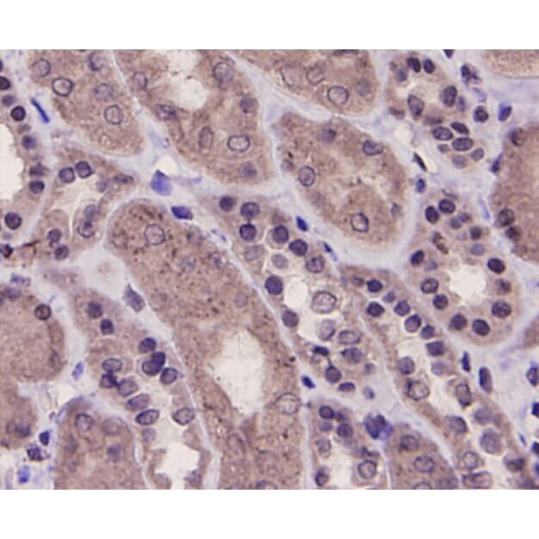 Anti-PRMT5 Antibody from Bioworld Technology (MB9022) - Antibodies.com