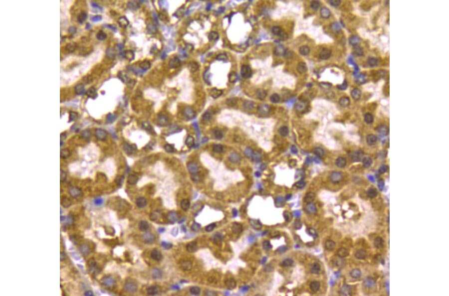 Anti-PRMT5 Antibody from Bioworld Technology (MB9022) - Antibodies.com