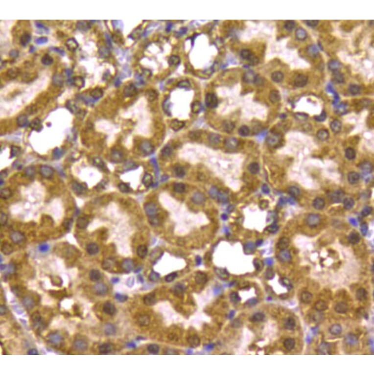 Anti-PRMT5 Antibody from Bioworld Technology (MB9022) - Antibodies.com