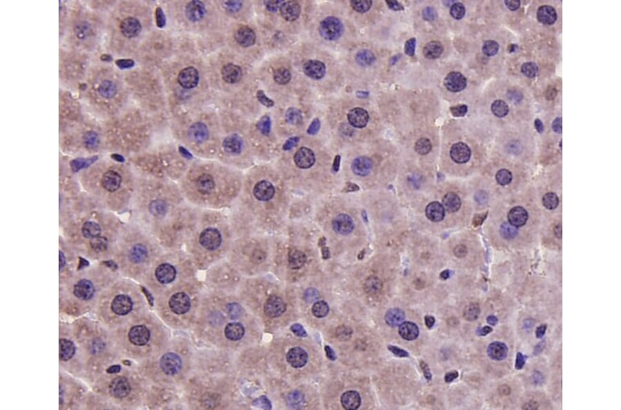 Anti-PRMT5 Antibody from Bioworld Technology (MB9022) - Antibodies.com