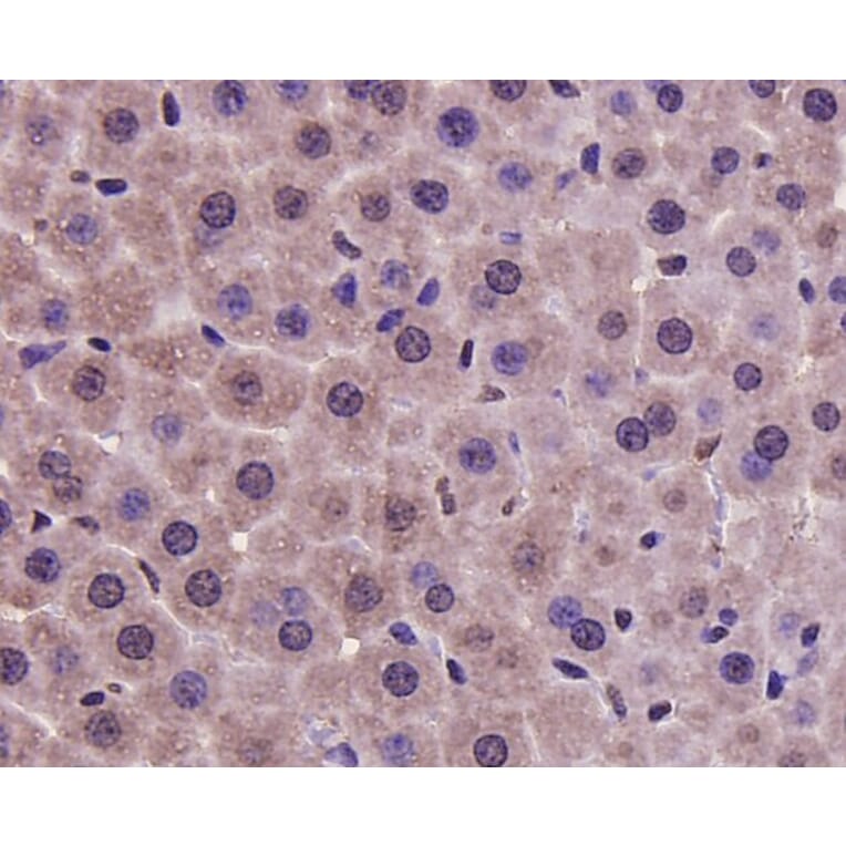 Anti-PRMT5 Antibody from Bioworld Technology (MB9022) - Antibodies.com