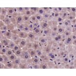Anti-PRMT5 Antibody from Bioworld Technology (MB9022) - Antibodies.com