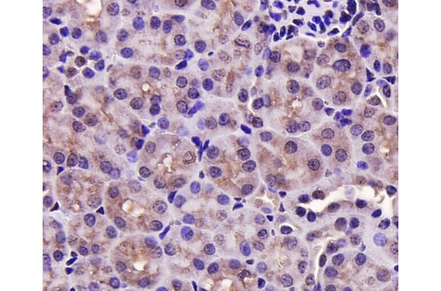 Anti-PRMT5 Antibody from Bioworld Technology (MB9022) - Antibodies.com