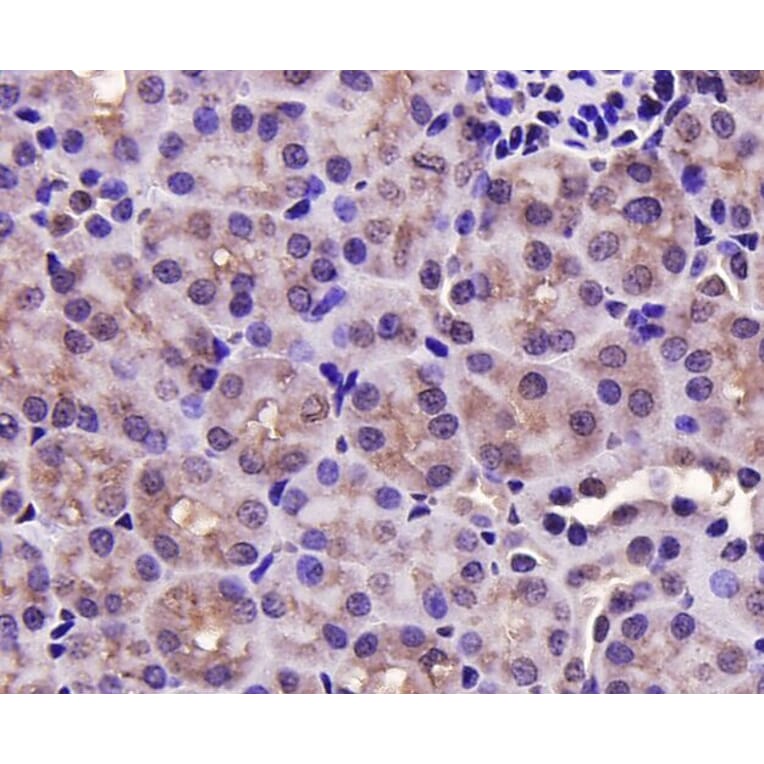 Anti-PRMT5 Antibody from Bioworld Technology (MB9022) - Antibodies.com