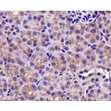 Anti-PRMT5 Antibody from Bioworld Technology (MB9022) - Antibodies.com