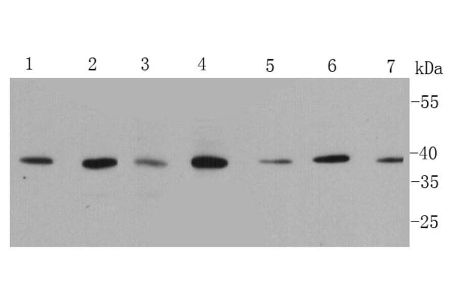 Anti-p38 Antibody from Bioworld Technology (MB9023) - Antibodies.com