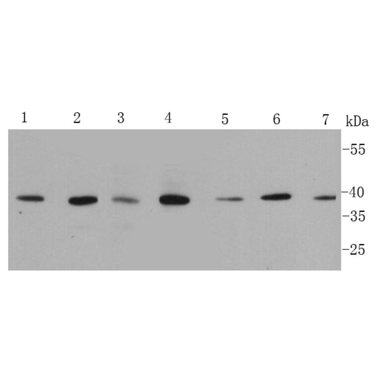 Anti-p38 Antibody from Bioworld Technology (MB9023) - Antibodies.com