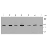 Anti-p38 Antibody from Bioworld Technology (MB9023) - Antibodies.com