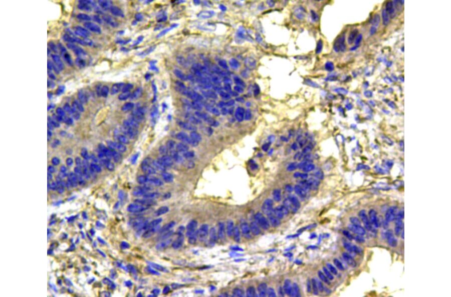 Anti-p38 Antibody from Bioworld Technology (MB9023) - Antibodies.com