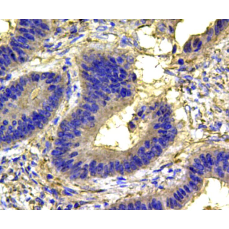 Anti-p38 Antibody from Bioworld Technology (MB9023) - Antibodies.com