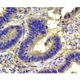 Anti-p38 Antibody from Bioworld Technology (MB9023) - Antibodies.com