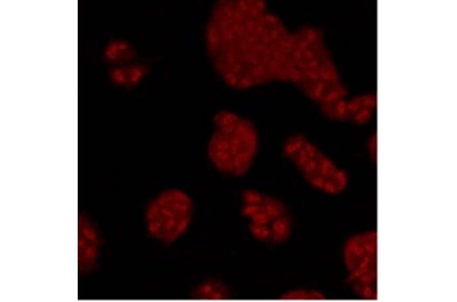 Anti-p38 Antibody from Bioworld Technology (MB9023) - Antibodies.com
