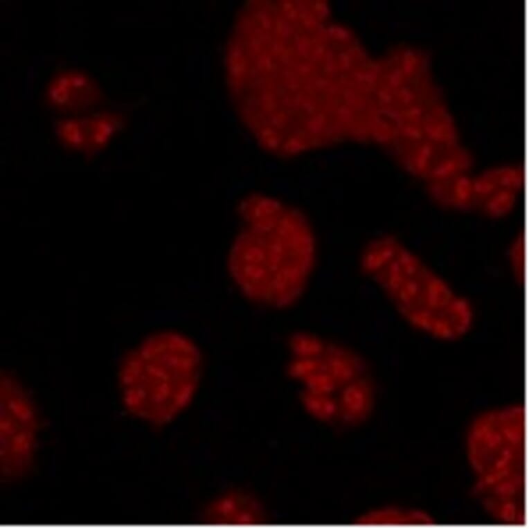 Anti-p38 Antibody from Bioworld Technology (MB9023) - Antibodies.com