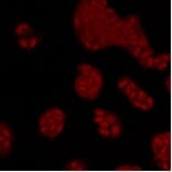 Anti-p38 Antibody from Bioworld Technology (MB9023) - Antibodies.com