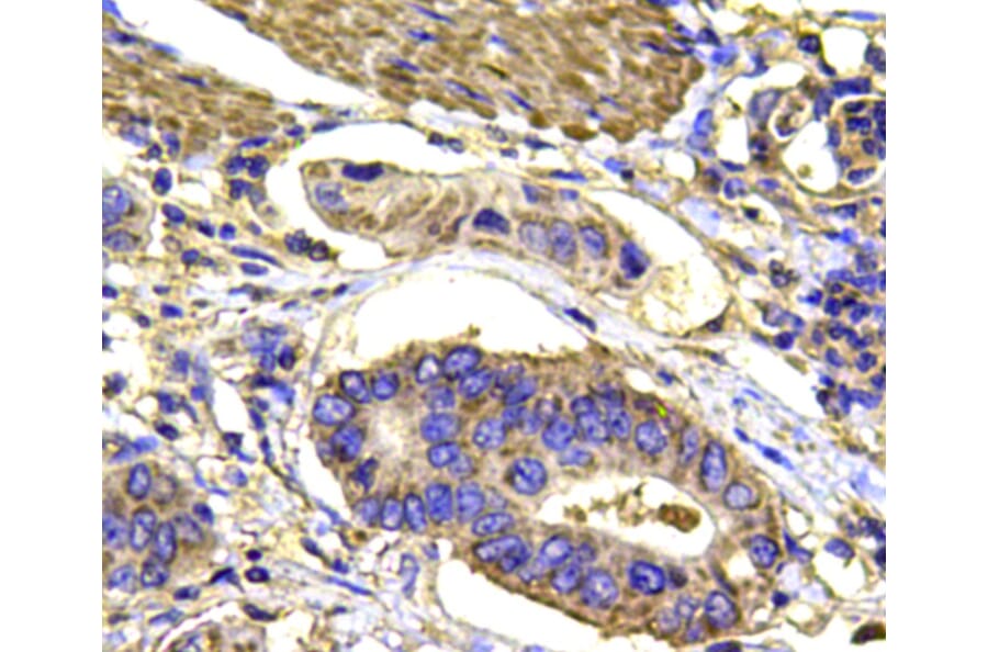 Anti-p38 Antibody from Bioworld Technology (MB9023) - Antibodies.com