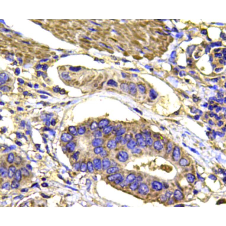 Anti-p38 Antibody from Bioworld Technology (MB9023) - Antibodies.com