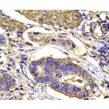 Anti-p38 Antibody from Bioworld Technology (MB9023) - Antibodies.com