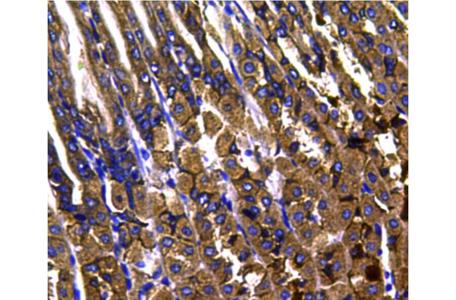 Anti-p38 Antibody from Bioworld Technology (MB9023) - Antibodies.com