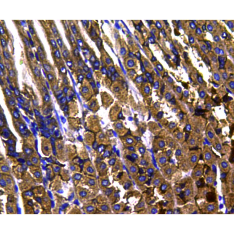 Anti-p38 Antibody from Bioworld Technology (MB9023) - Antibodies.com