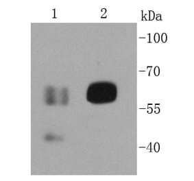 Anti-CD19 Antibody from Bioworld Technology (MB9024) - Antibodies.com